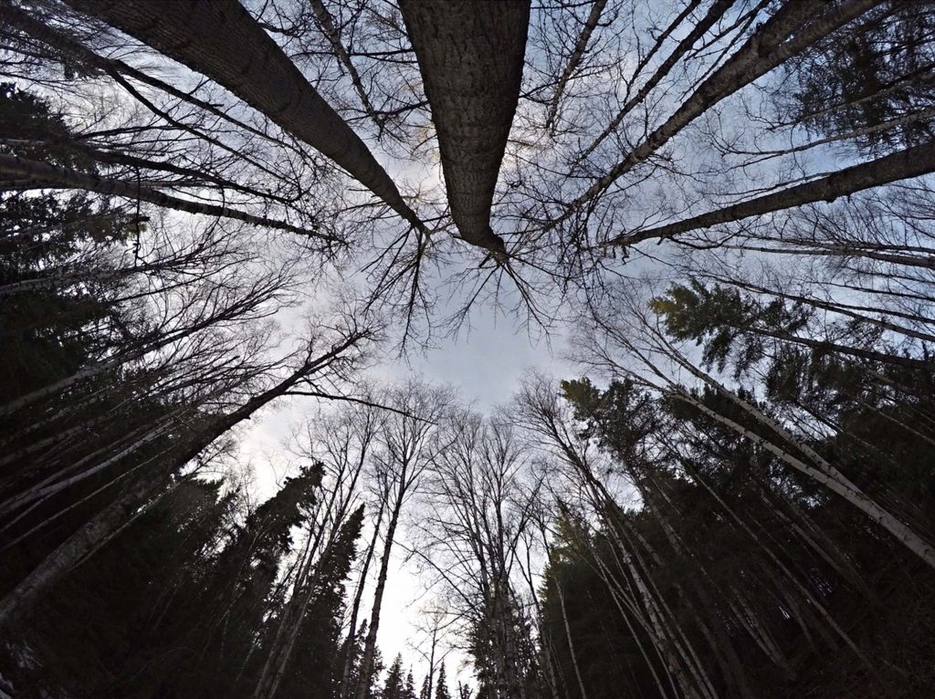 Looking up at trees
